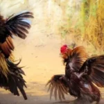 Discover Traditional Cockfighting Unique Cultural Heritage of Vietnamese People