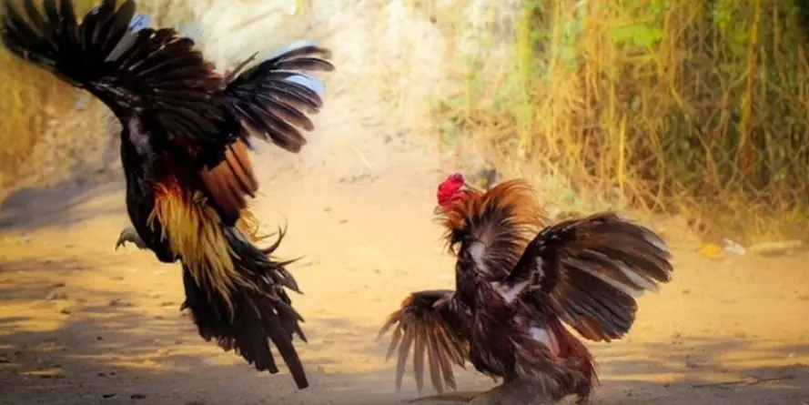 Discover Traditional Cockfighting Unique Cultural Heritage of Vietnamese People