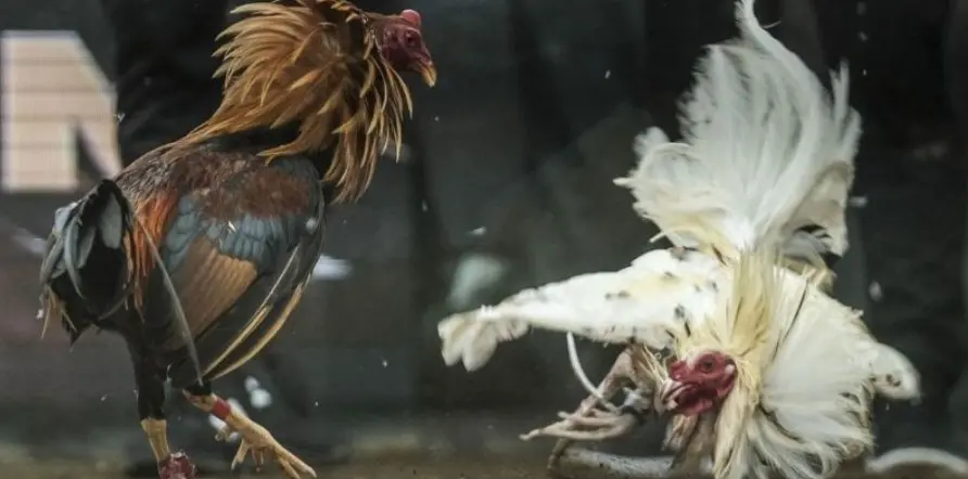 Traditional cockfighting and basic organization