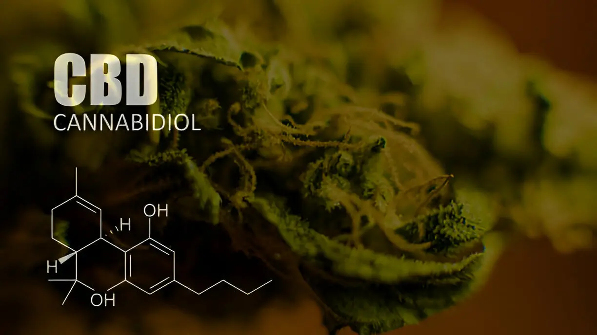 Use of Cannabidiol for the Treatment of Anxiety A Short Synthesis of Pre Clinical and Clinical Evidence