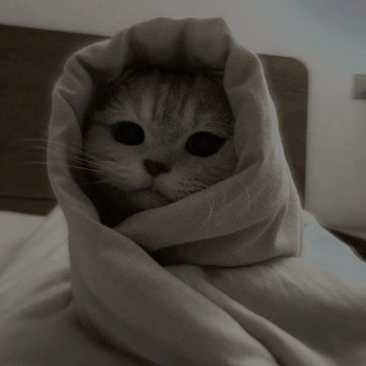 aesthetic cute cat pfp