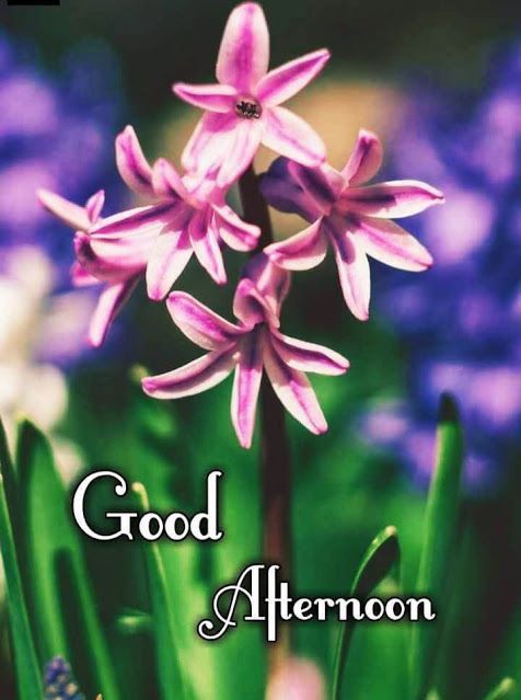 best good afternoon images