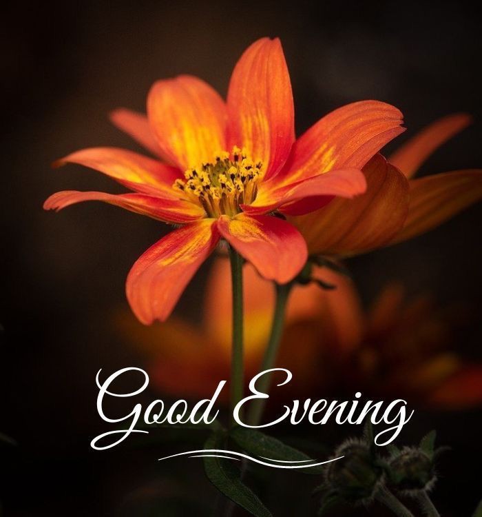 best good evening images
