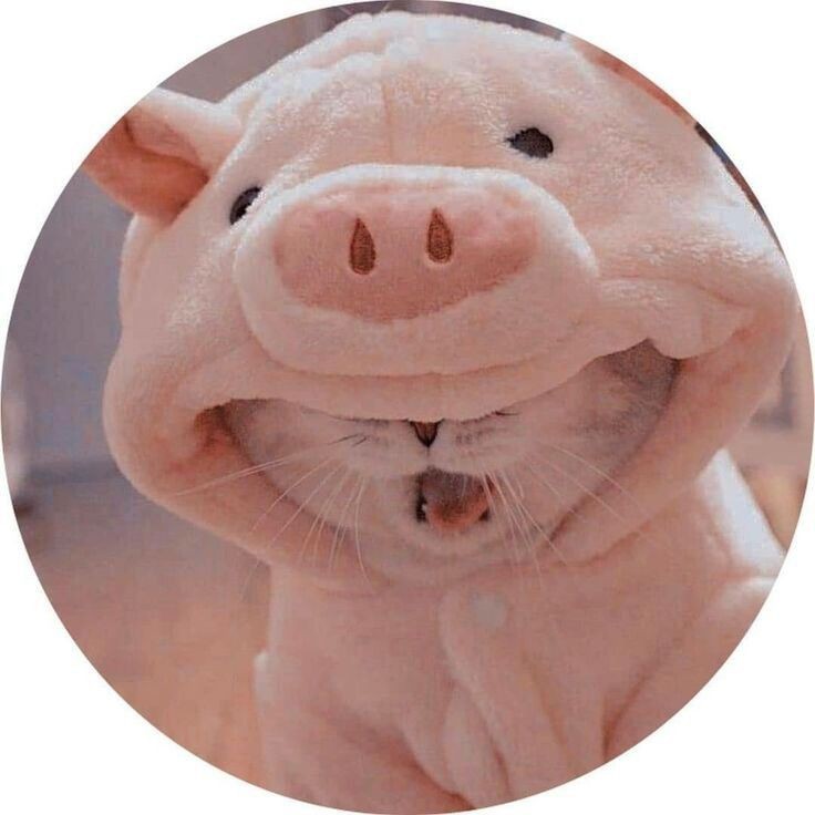 cat pfp aesthetic boy