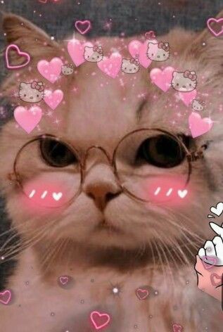 cat pfp aesthetic matching