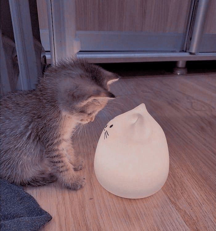 cat pfp discord meme