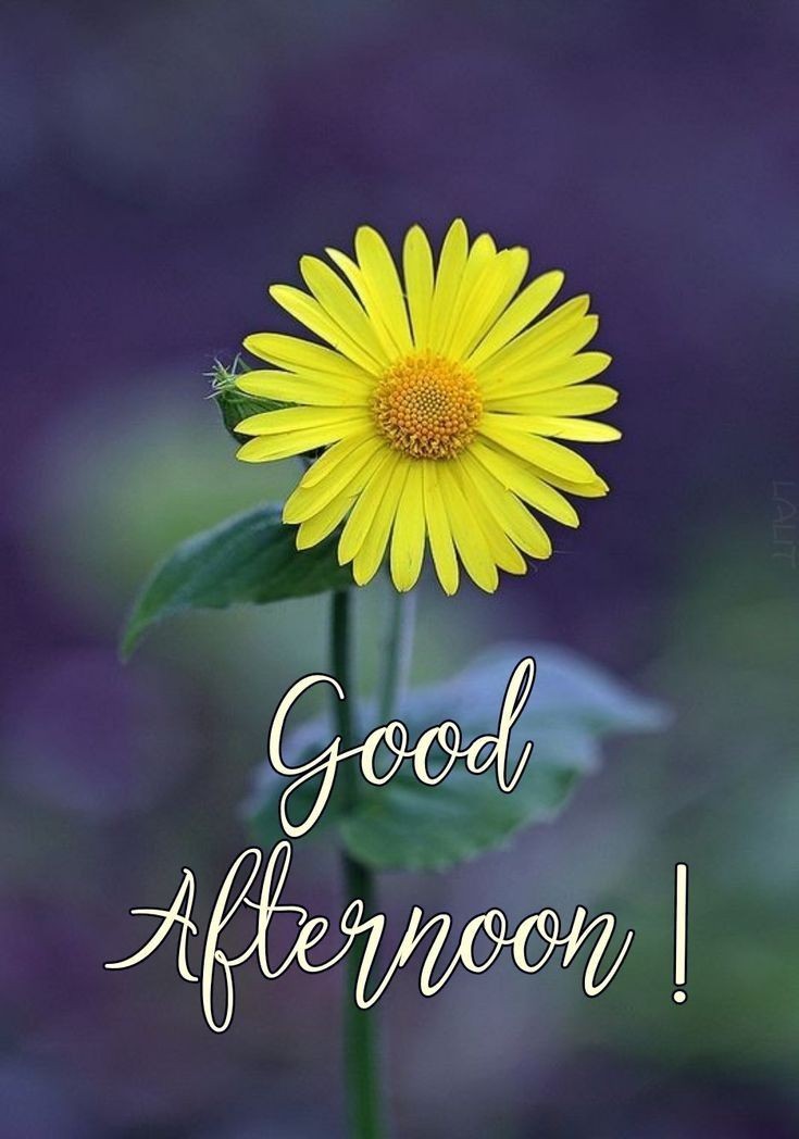 good afternoon image and quote