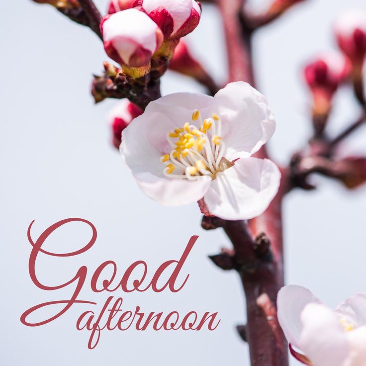 good afternoon pic new