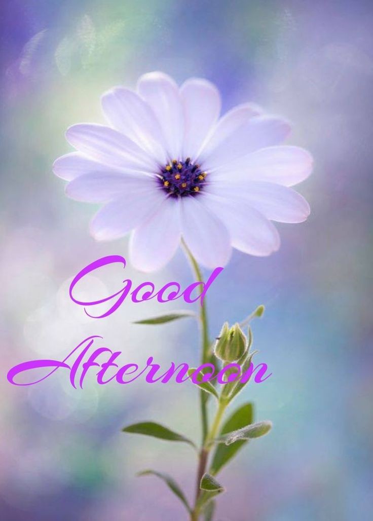 good afternoon pictures and quotes