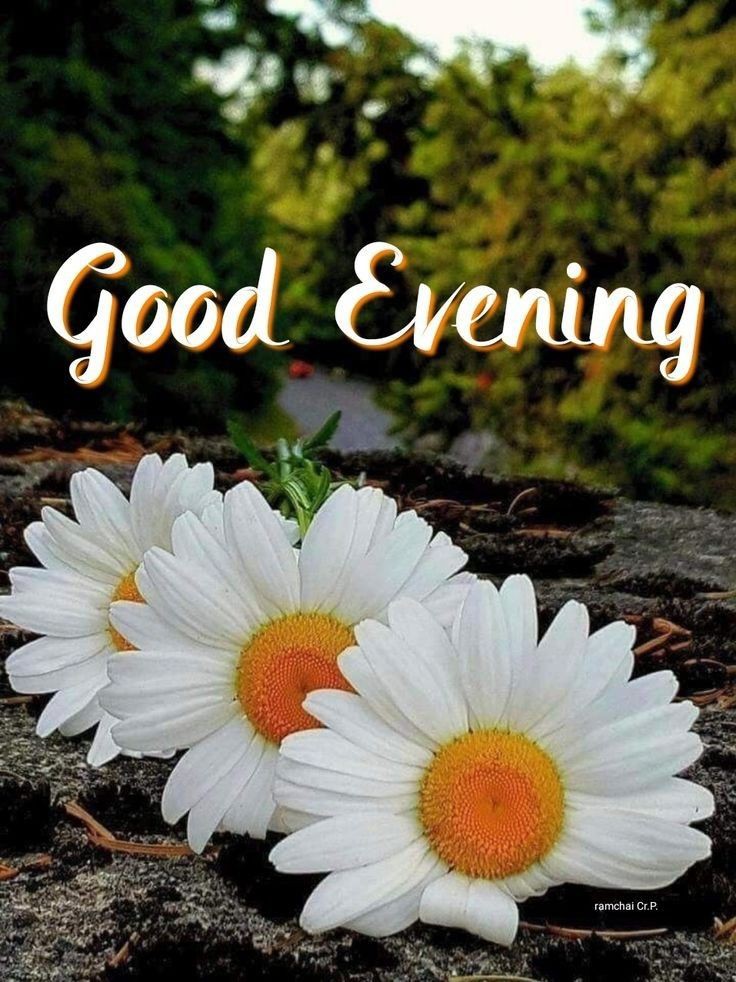 good evening images cartoon