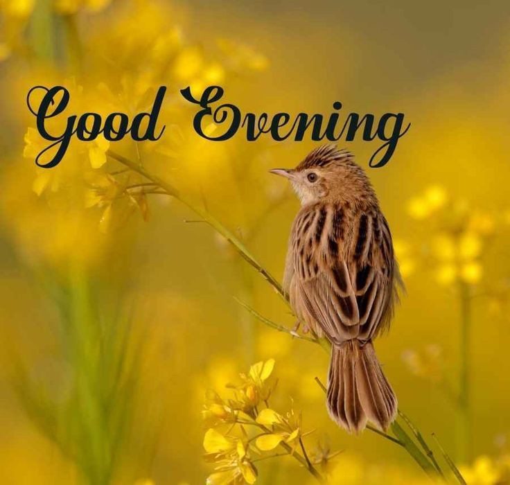 good evening images for whatsapp download