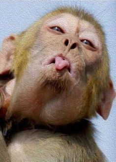 goofy ahh dog haircut