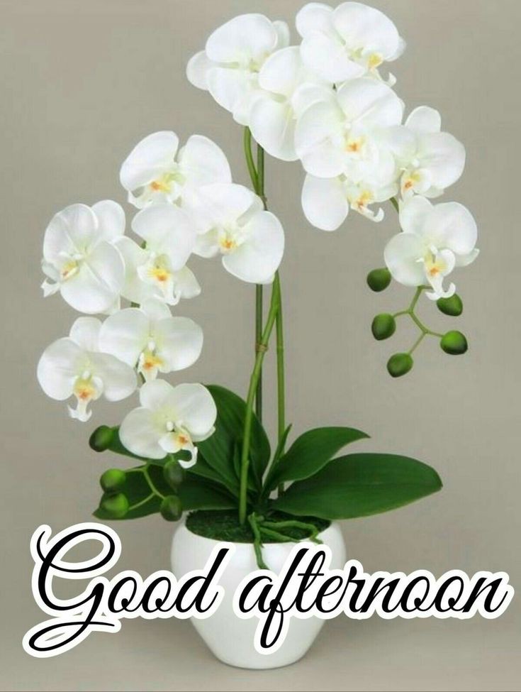 wednesday good afternoon images